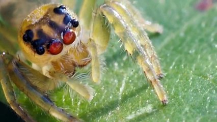 Cette minuscule araignée est complètement translucide