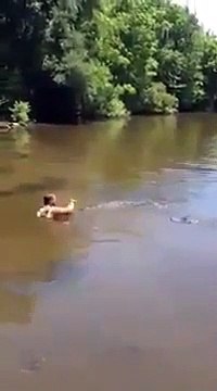 Il nage avec les crocodiles... Même pas peur
