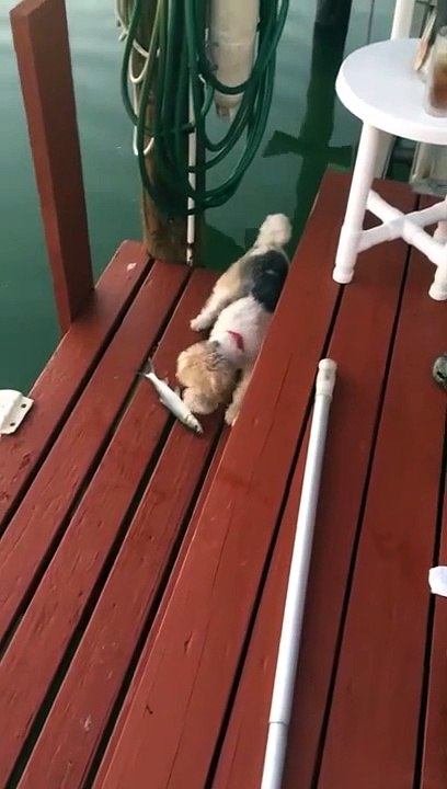 Même hors de l'eau ce poisson a encore beaucoup de ressources