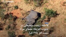 مرگ اسرارآمیز دست‌کم ۲۷۵ فیل در بوتسوانا