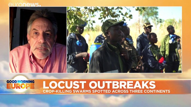 Crop-killing locust swarms spotted across three continents