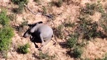 Mystery elephant deaths may have devastating consequences