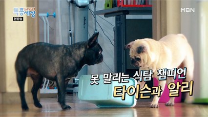 못 말리는 식탐 챔피언 타이슨과 알리