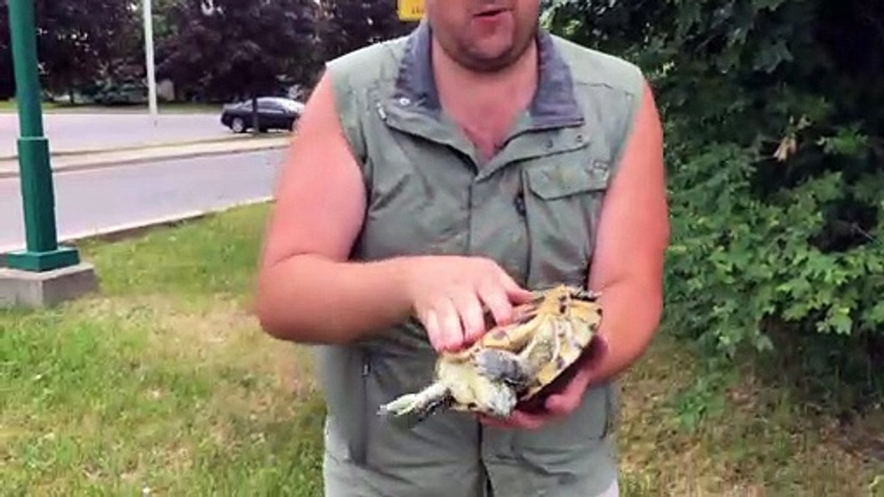 Turtle