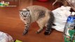 OMG These Cats  and Dogs  Speak English - Pets Language - Cute VN