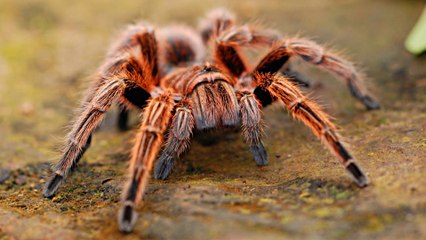 Can We Escape Spider?