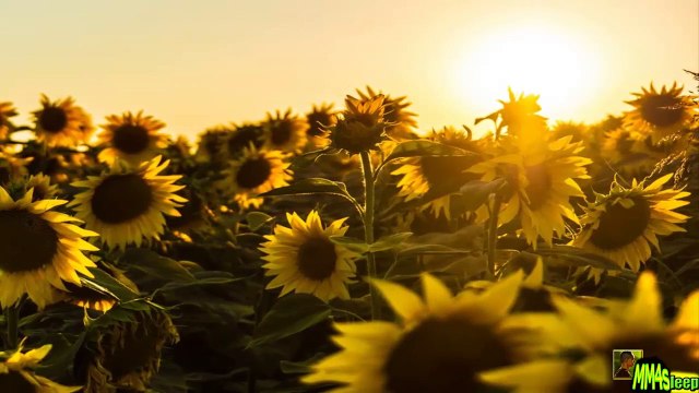 [FREE] Yoga Music | Zen MUSIC for Relaxation and Inner BALANCE N°5 | Meditation Music 175 - Dailymotion