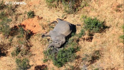 O mistério da morte de elefantes no Botsuana