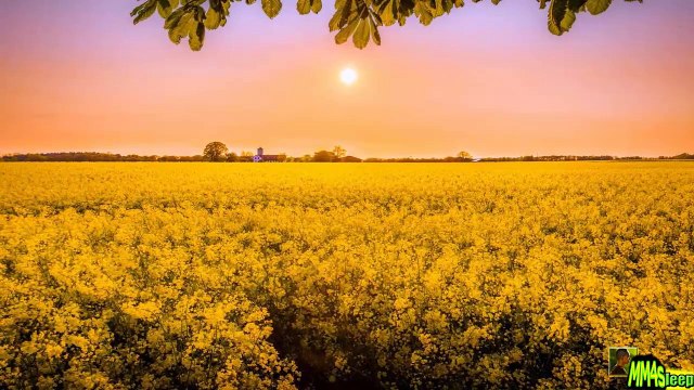 [FREE]Healing MUSIC | Low Frequency MUSIC for Helping you Meditate | Meditation Music 174 - Dailymlotion