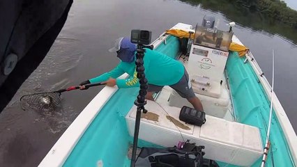 Pesca de RÓBALO y PARGO con CAMARÓN ARTIFICIAL