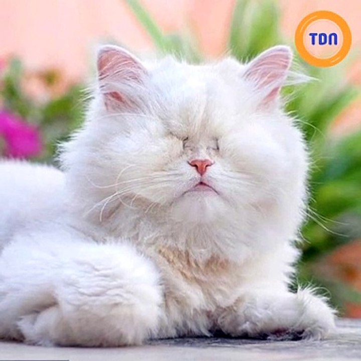 Un magnifique chat persan blanc sans yeux