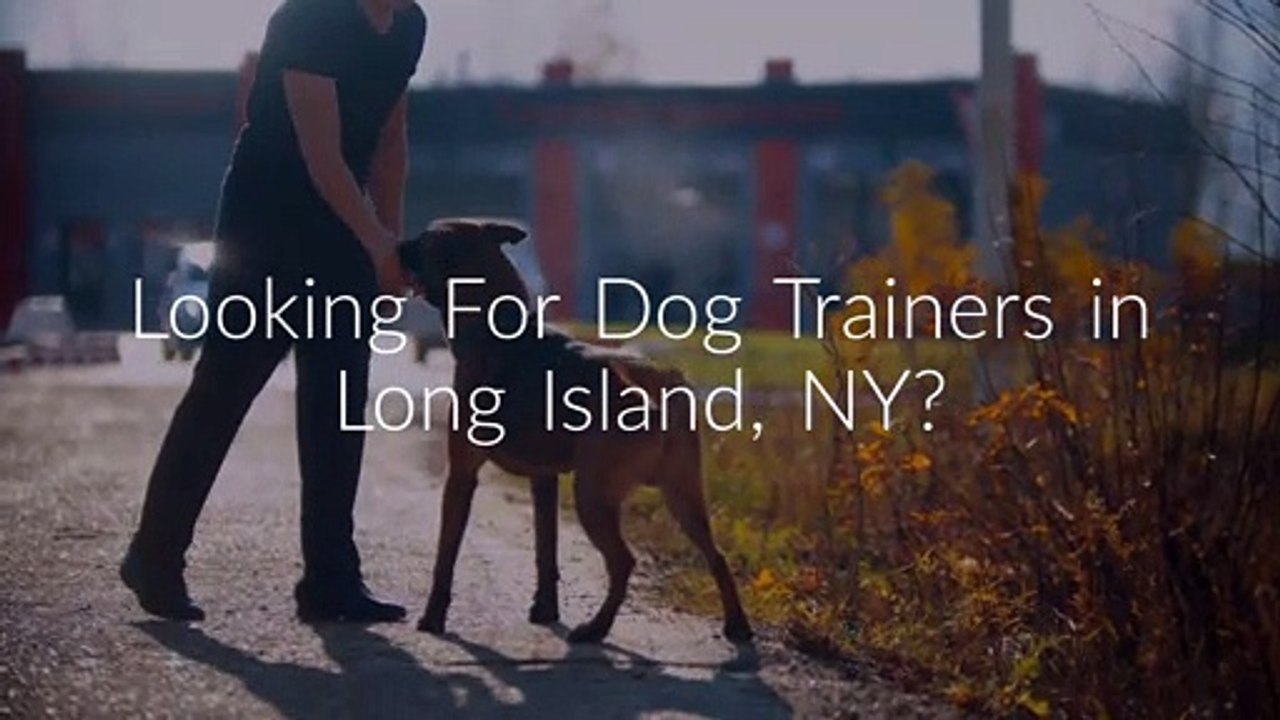 Wallys World of Dog Trainers in Long Island, NY