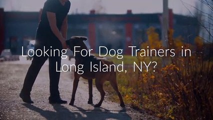 Wallys World of Dog Trainers in Long Island, NY
