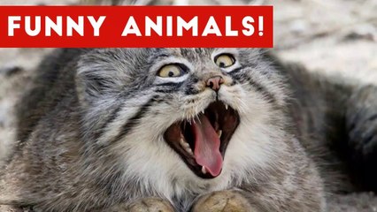 Funny Pet Clips & Moments Caught On Tape December 2016 Weekly Compilation _ Funny Pet Videos