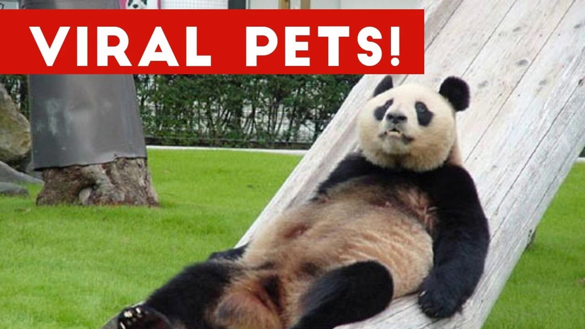 ⁣Funniest Viral Pet & Animal Videos Weekly Compilation December 2016 _ Funny Pet Videos