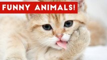 Funniest Pet & Animal Moments Caught On Tape Weekly Compilation 2016 _ Funny Pet Videos