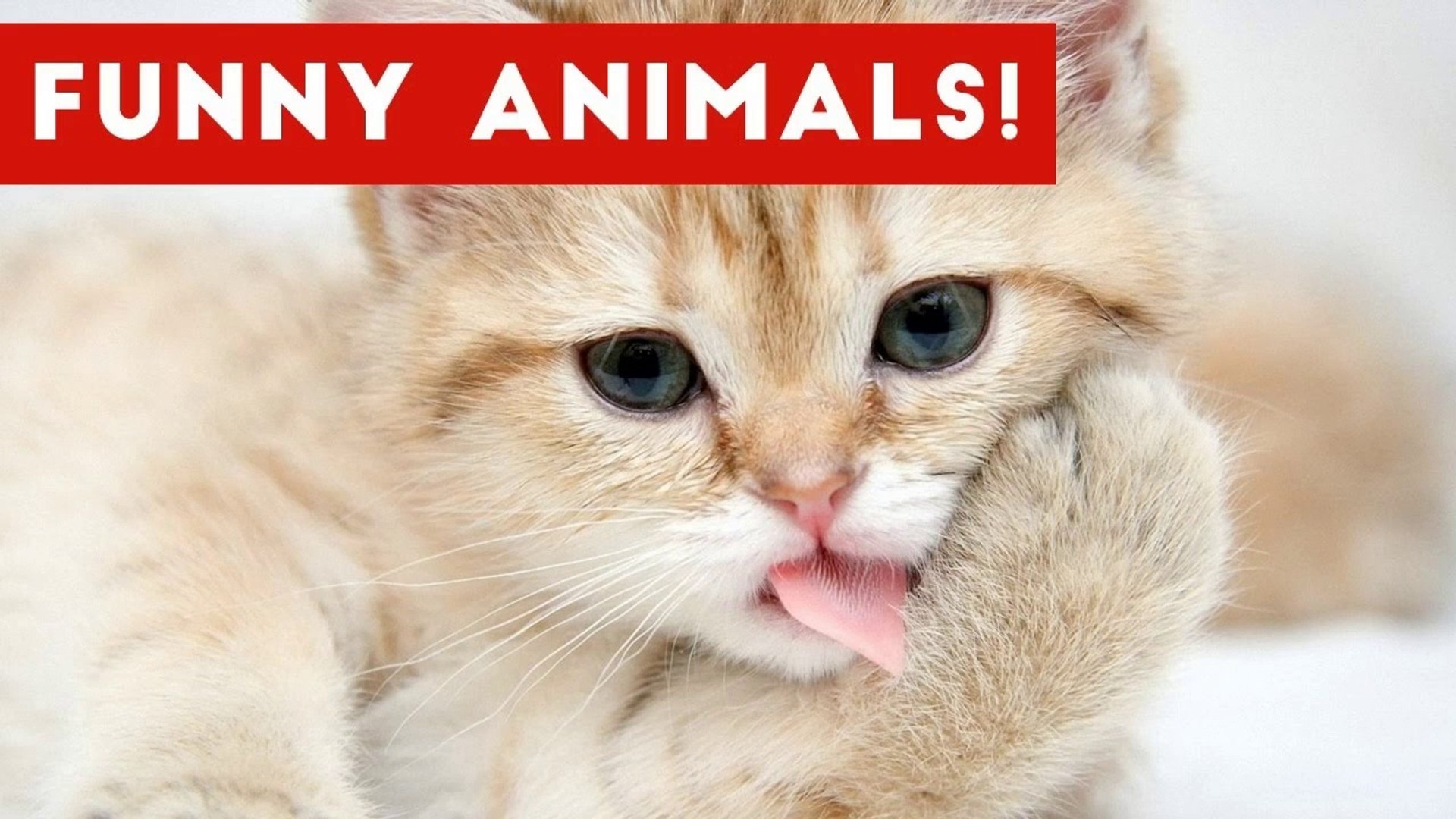 ⁣Funniest Pet & Animal Moments Caught On Tape Weekly Compilation 2016 _ Funny Pet Videos