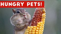 The Funniest Hungry Pet & Animal Videos Weekly Compilation 2016 _ Funny Pet Videos