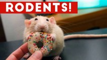 Incredible Rat & Rodent Videos of 2016 Weekly Compilation _ Funny Pet Videos