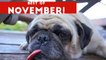 Funniest Pet Reactions & Bloopers of December 2016 Week 1 _ Funny Pet Videos