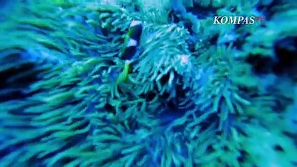 Jelajahi Keindahan Alam dan Budaya Pulau Alor