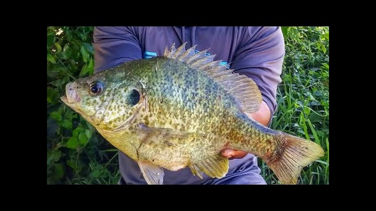 World Record Sunfish_