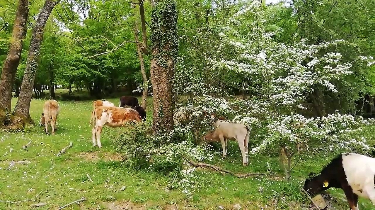 İğneada Longoz Ormanları Milli Parkı | Nasıl Gidilir? | Nasıl Bir Yer? | Gezelim.me