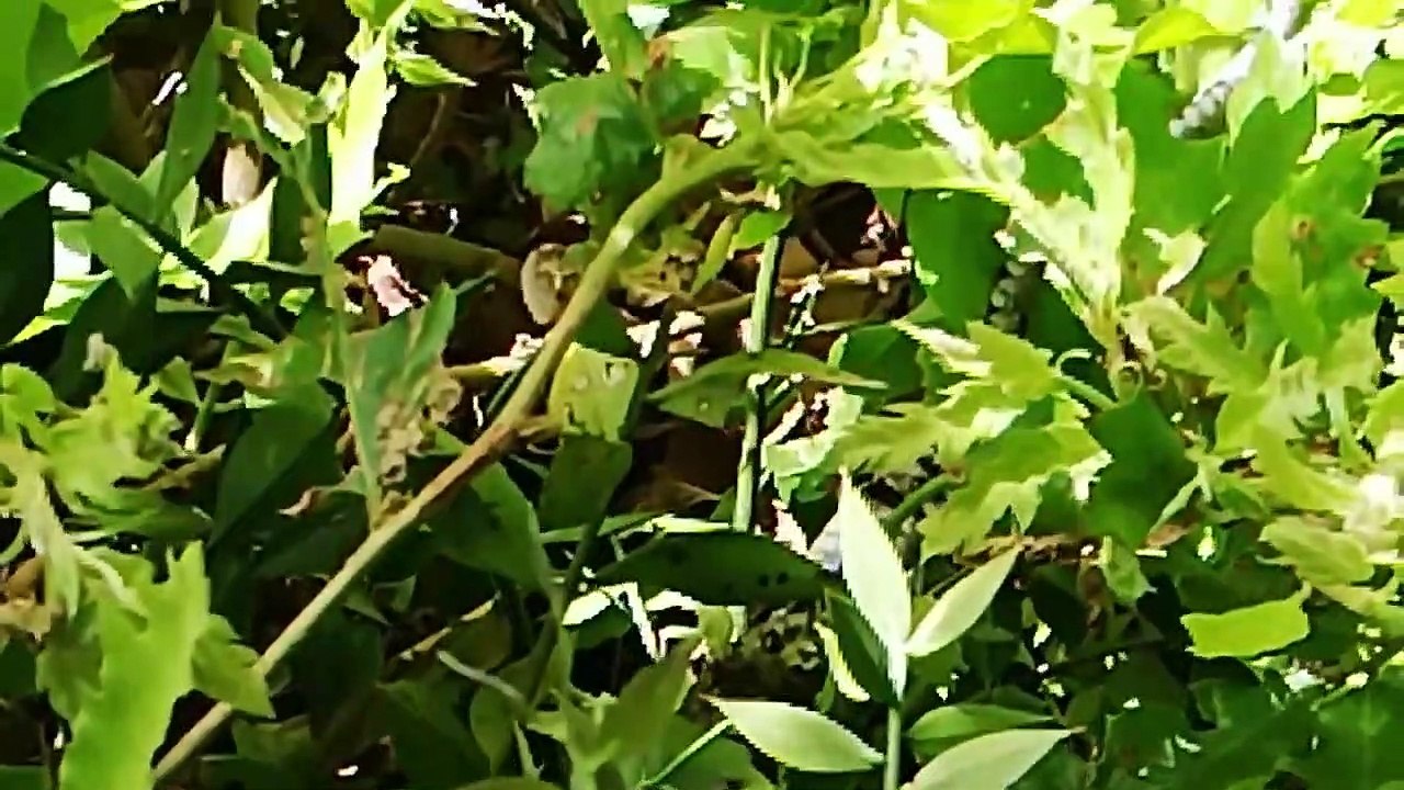 Ormanlı Kamp Alanı, Yılanlarla İmtihanımız