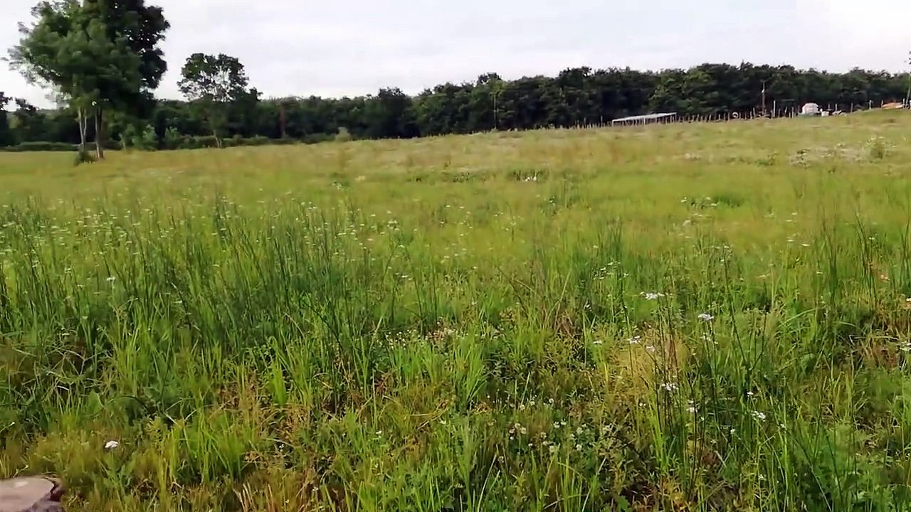 Ormanlı Piknik Alanı, Yaşasın Özgür Hayat...