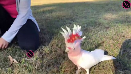 parrot dance on bollywood songs  parrot dance on bhangra