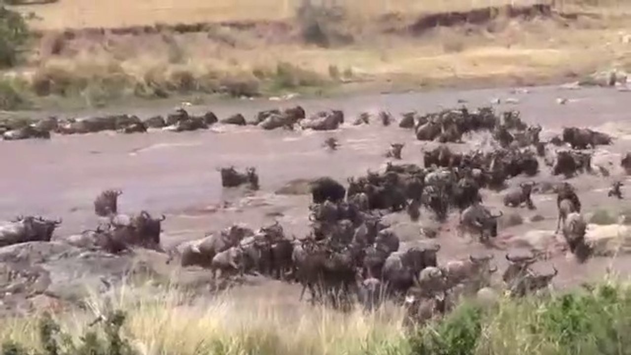 Wildbeest GNU Mara Crossing,Lions of Masai Mara