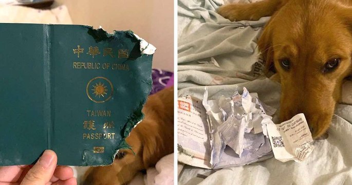 En faisant cette grosse bêtise, ce chien a peut-être sauvé la vie de sa maîtresse