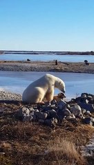 When you leave your pet with polar nanny