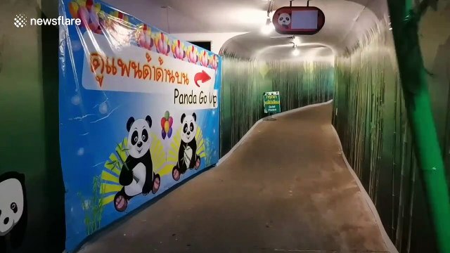 Thailand's only panda bear welcomes zoo visitors again as lockdown eases