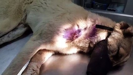 Tabancayla vurulan kangal Köpeği.