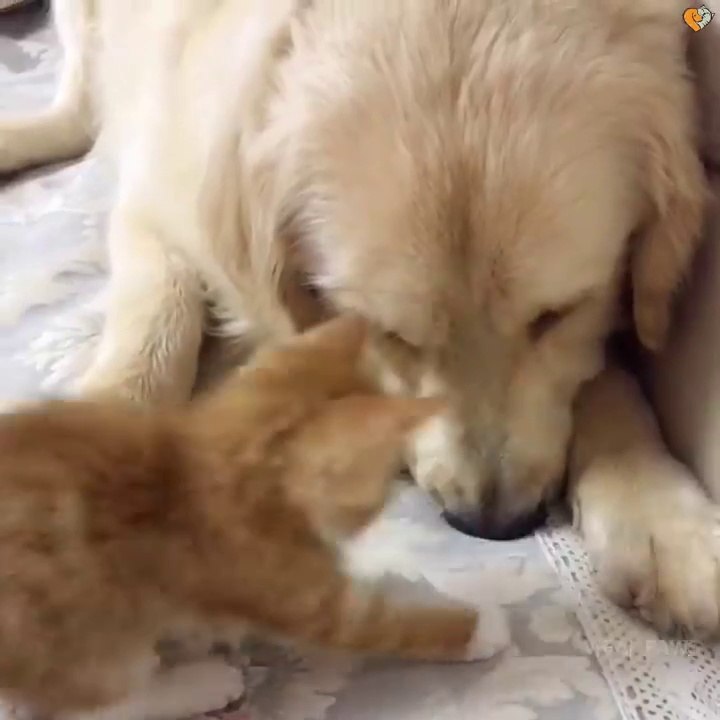 cat vs dog