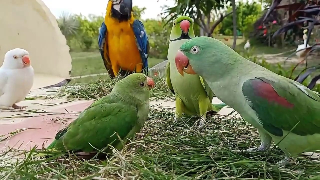 Talking Parrot Greeting Baby Parrot