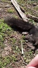 Squirrel Saved by Good Samaritan