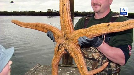 5 Ocean Creatures That Do Not Need Brain