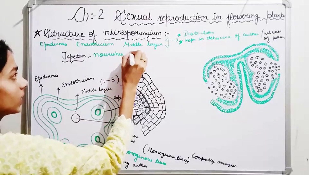 NCERT Chapter-2 Sexual reproduction in flowering plants class12 biology for boards/NEET
