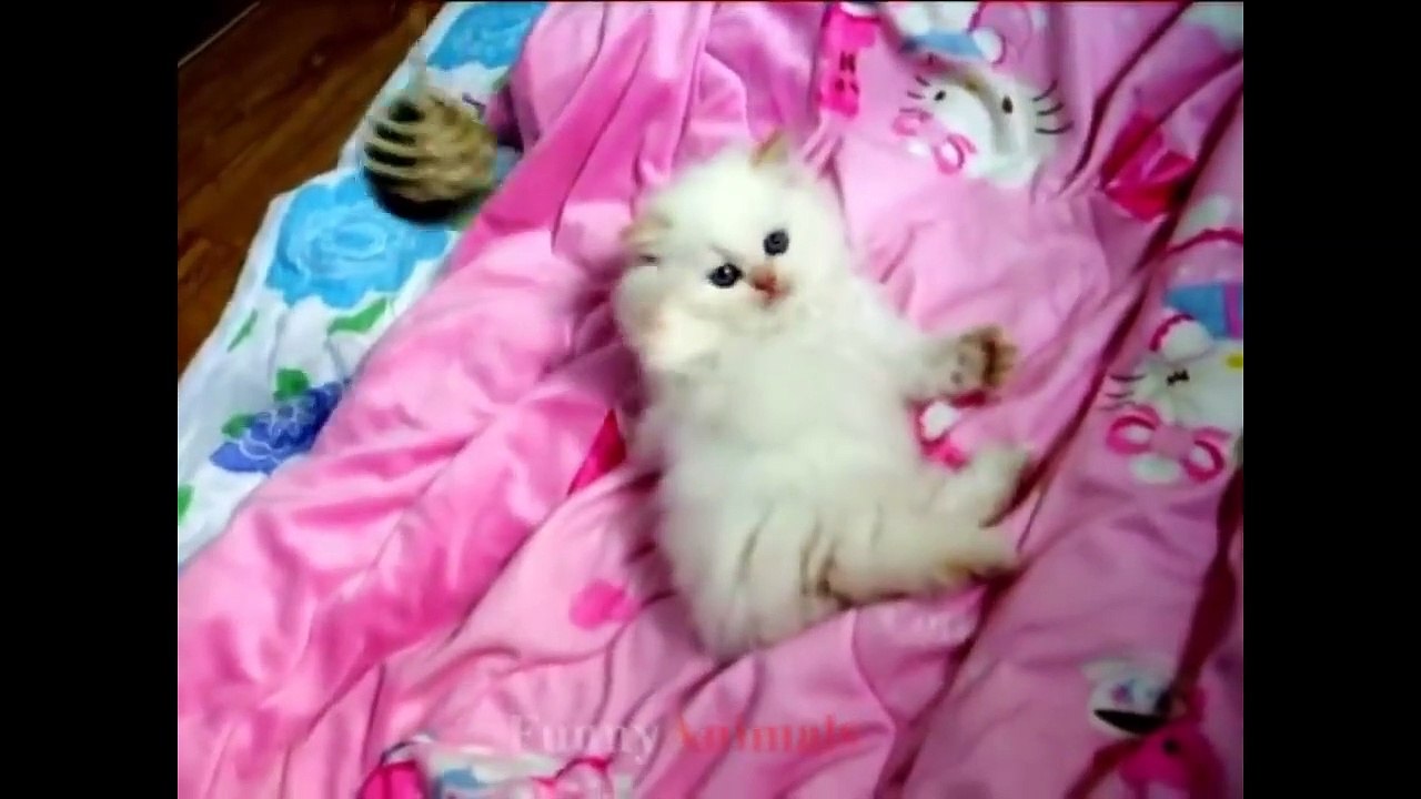 So many cute kittens videos compilation 2020 .They keep us happy.