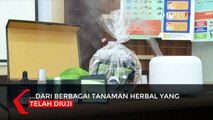 Tanaman Kayu Putih Efektif Bunuh Virus Corona?