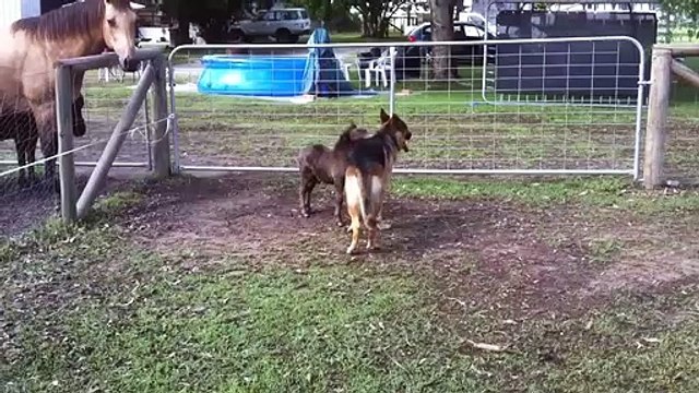 Un chien et un poney meilleurs amis... tellement adorable