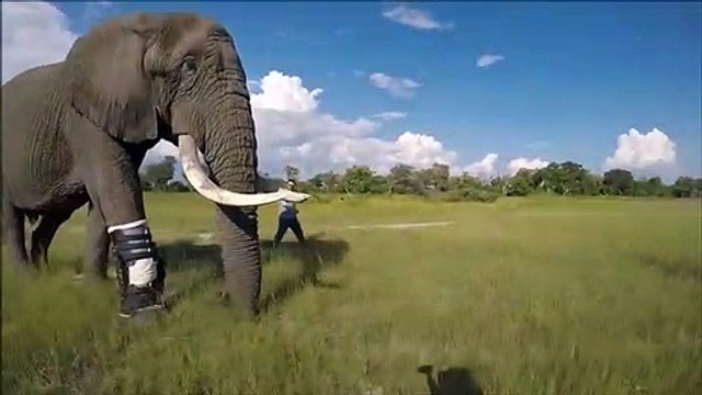 Cet éléphant peut de nouveau marcher grâce à une prothèse de jambe