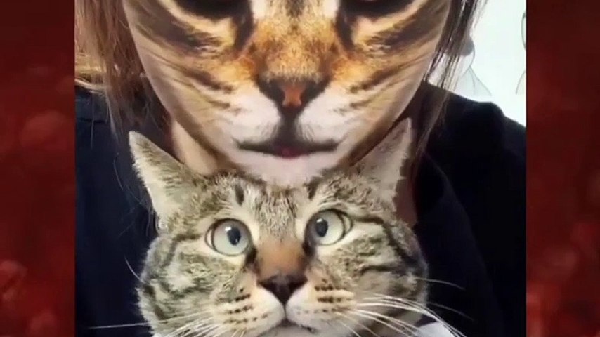 Quand Ton Chat De Pourri Ta Photo Compil De Photobomb De Chats Mediacom