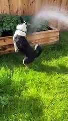 Le meilleur ami d'un chien ? Un jet d'eau !