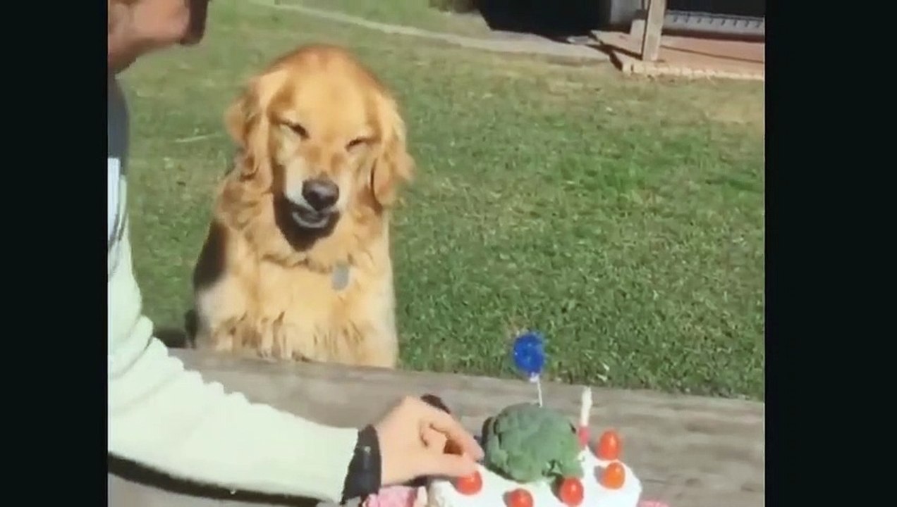 "PERROS GRACIOSOS"
