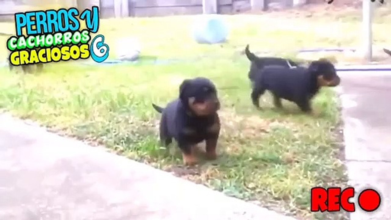 "CACHORROS GRACIOSOS"