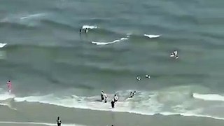 Vídeo mostra águia a sobrevoar praia com 