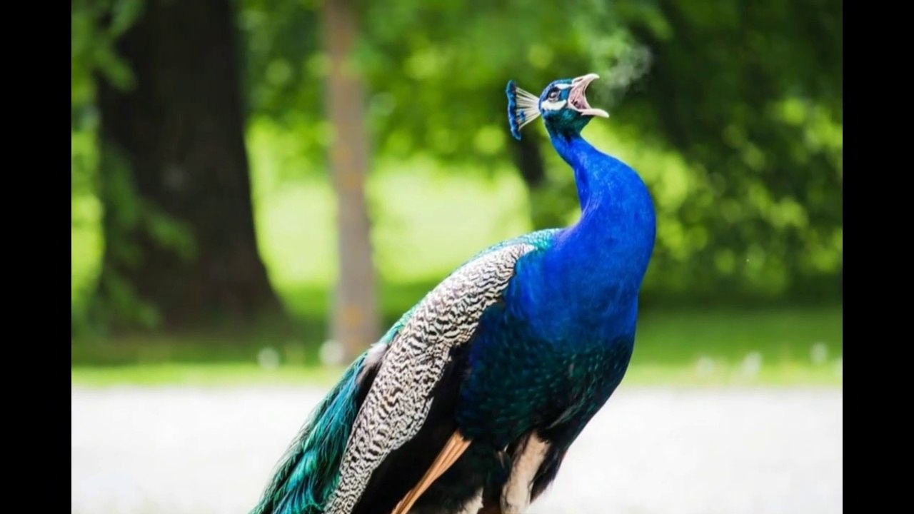 Most beautiful and exotic animals in the world. Most Beautiful Animals on Planet Earth.